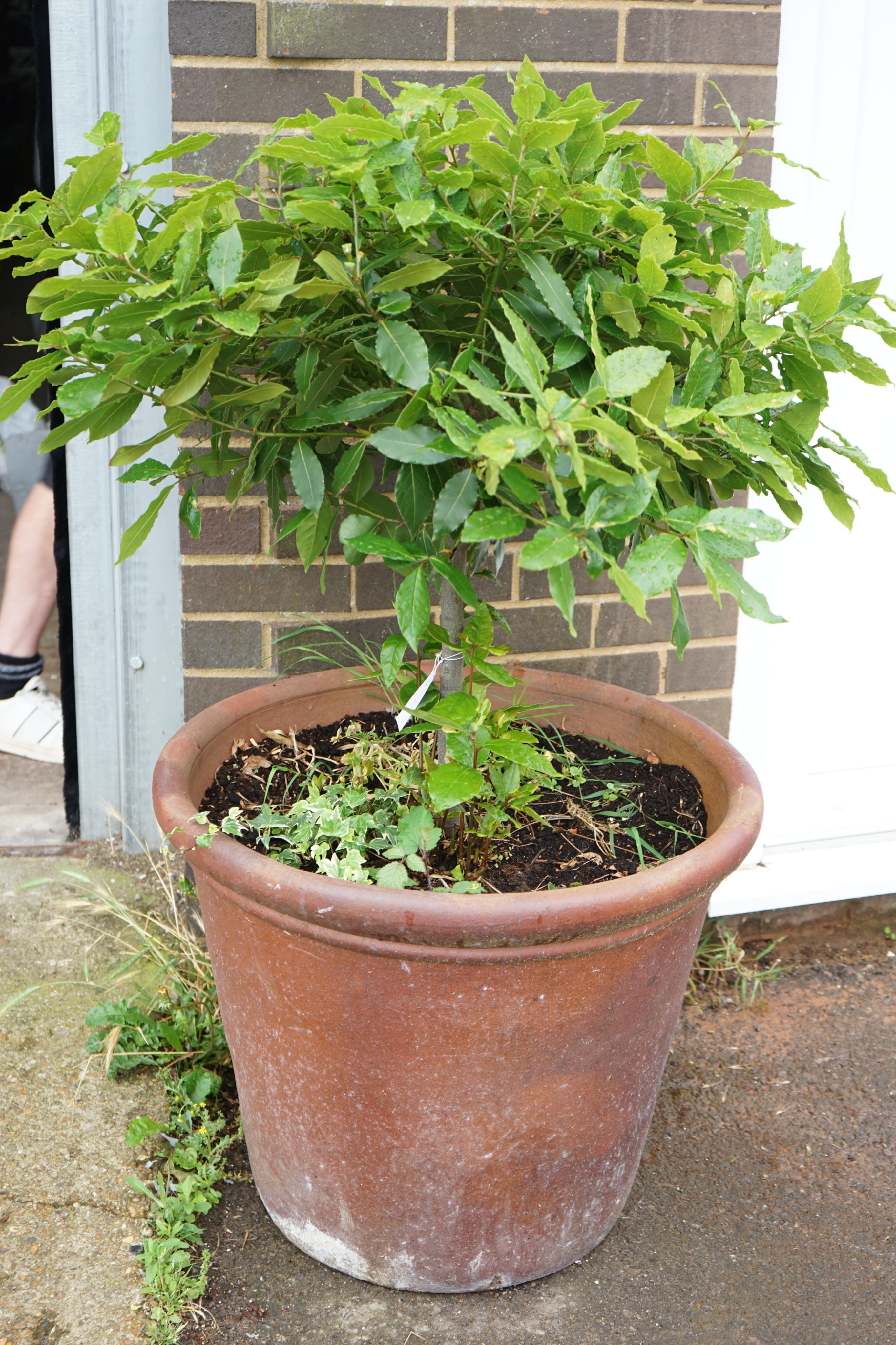 A large circular earthenware garden planter, diameter 66cm, height 54cm, with bay tree